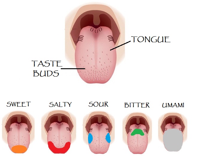 the five tastes chart